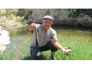 Mersin’de Balık Ölümleri