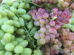 Üzüm Bağları İçin Yeni Proje