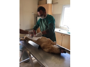 Erzincan Belediyesi Sokak Hayvanlarına Sahip Çıkıyor