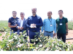 Çiftçi, Yerli Tohumla Üretilen Pamuk Hasadına Katıldı