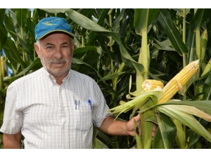 Silâjlık Mısırlar Biçiliyor