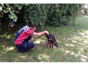 Tellere Sıkışan Yavru Köpeği İtfaiye Kurtardı