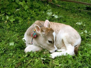 Ordu’da 41 Bin Buzağı İçin 23 Milyon Lira Destek Verilecek