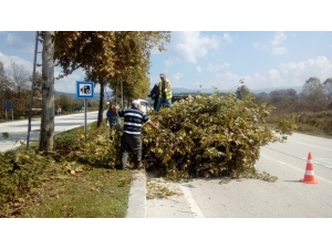 Ağaç Budama Çalışması Devam Ediyor