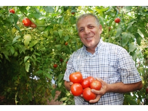 Domatesin Serada 4 Liraya Kadar Yükselmesi Bekleniyor