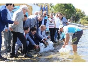 500 Bin Balık İznik Gölü İle Buluştu