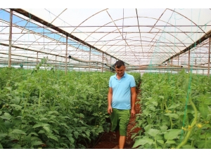 Domateste Fiyat Düşmeyecek