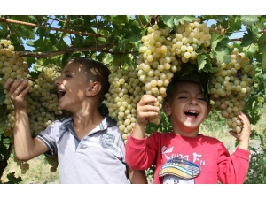 Üzümde Bereket Yılı, Türkiye’nin Yarısı Elazığ’dan Ürün Alıyor