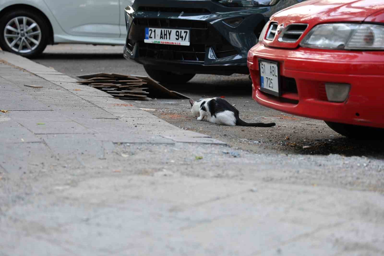uzmanindan-kritik-kuduz-uyarisi-kedi-tirmalamasiyla-da-bulasabilir
