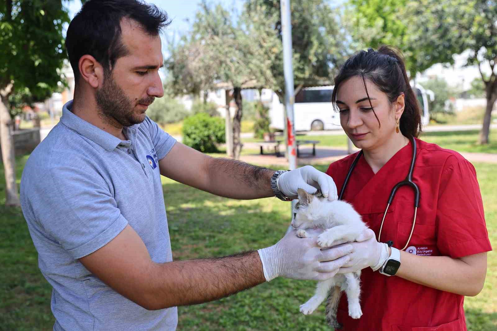 buyuksehir-in-hayvan-ambulansi-can-dostlarin-imdadina-yetisiyor