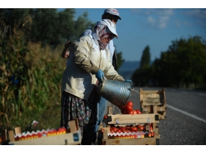 Domates Doları Solladı