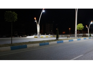 Tunceli’de Merkeze İnen Yaban Domuzları Görüntülendi