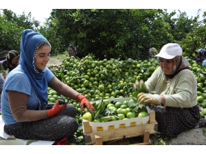 Dalında 75 Kuruş Tezgahta 4 Katı