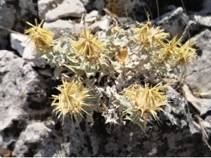 Akdeniz’e Özgü Yerel Bir Endemik Bitki Türü Keşfedildi