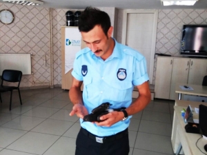 Vatandaşlar Buldukları Yaralı Kedi Ve Güvercini Zabıtaya Teslim Etti
