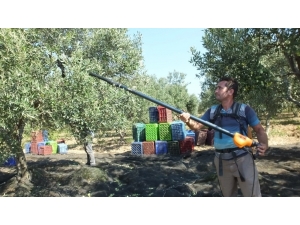 Balıkesir’de Zeytin Hasadı Başladı