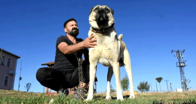 İtalya'nın ''kangal Alın'' Çağrısına Üreticilerden Cevap: Köpeklerin Yurt Dışına Çıkması İzne Tabi