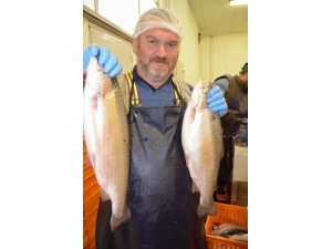 Somon Yetiştiriciliği İçin En Uygun Şartlar Karadeniz’de