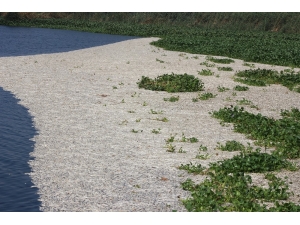 On Binlerce Balık Samandağ Denizine Ulaşamadan Telef Oldu