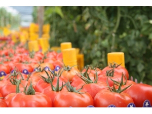 Domates Üreticisinin Fiyat Tepkisi