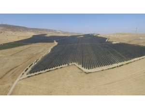 Niğde’de Elma Hasadı Başladı