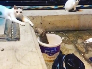 Fareden Kedilere Gövde Gösterisi