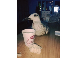 Yaralı Martı Tedavi Altına Alındı