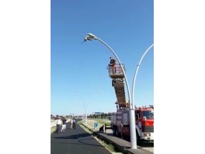 Sokak Lambasına Ayağı Takılan Martı Kurtarıldı