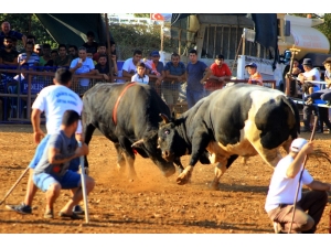 Boğalar Cami İçin Arenaya Çıktı