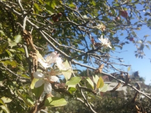 Elma Ağaçları Sonbaharda Çiçek Açtı