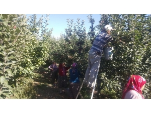 Isparta’da Bu Yıl 630 Bin Ton Elma Rekoltesi Beklentisi