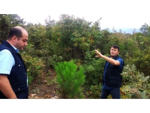 Orman Köylüsü Kestane Ve Ihlamurdan Kazanacak