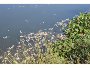 Telef Olan On Binlerce Balığın Ardından İnceleme Başlatıldı