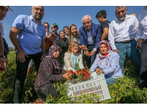 Gaziantep Fıstığı Dünyaca Ünlü Michelin Yıldızlı Şeflerin Reçetesine Giriyor