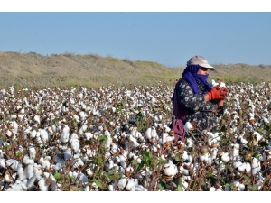 İncefikir: “Pamuk Üretimimiz, İç Tüketimimizi Karşılamıyor”