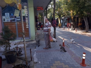 40 Yıldır Kedi Besliyor