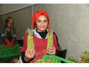 Kuşkonmaz Üretimi İçin Protokol İmzalandı