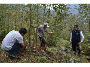 Fındık Budama Dönemi Başladı