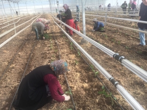 Osmaniye’de Suriyelilere Seracılık Kursu