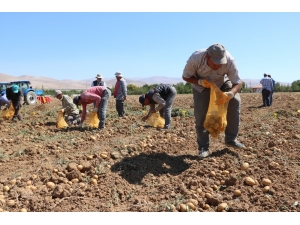 İlk Yerli, Milli Ve Renkli Patates Hasat Edildi