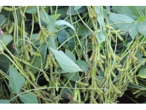 Iğdır’da Soya Toprakla Buluştu