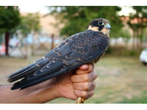 Kuşlar Söyledi Kış Erken Geliyor