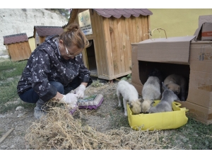 Burdur’da Sokak Hayvanları Beslendi