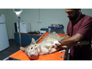 Aracın Çarptığı Kurt Tedavi Altına Alındı