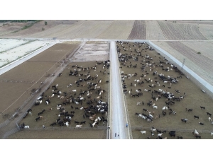 İyi Bir Döner Yapmak İçin Yerli Et Şart
