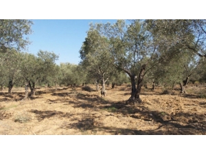 Zeytin Üreticilerinde Dev Rekolte Bildirimi