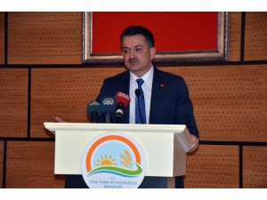 Bakan Pakdemirli, Zeytin Rekoltesini Açıkladı