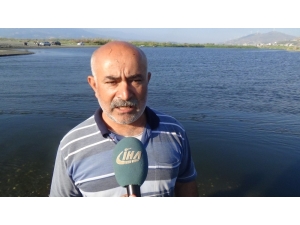 Asi Nehri’nde Balıklar Oksijen Yetersizliğinden Telef Olmuş