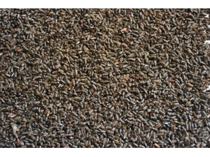 Atatürk Köşkü Ormanını ‘12 Dişli’den Kurtarmak İçin Hareket Geçtiler