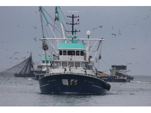 Tüm Türkiye’ye Palamut Karadeniz’den Gidiyor